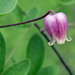Clematis viorna - Photo (c) Patrick Coin, μερικά δικαιώματα διατηρούνται (CC BY-NC-SA)