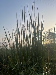 Typha capensis