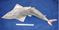 Rhynchobatus australiae