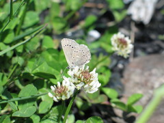 Glaucopsyche lygdamus image