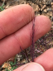 Muhlenbergia microsperma