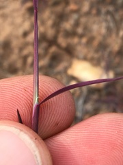 Muhlenbergia microsperma