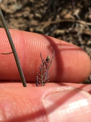Sibara filifolia