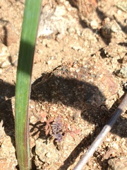 Sibara filifolia
