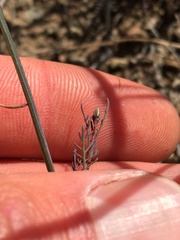 Sibara filifolia