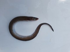 Conger monganius