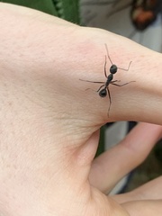 Formicoidea