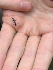 Formicoidea