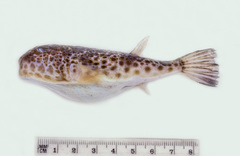 Torquigener tuberculiferus