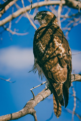 Buteo jamaicensis