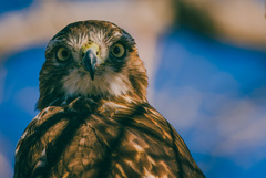 Buteo jamaicensis