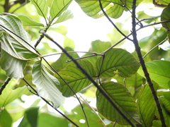 Spatholobus parviflorus