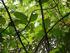Spatholobus parviflorus
