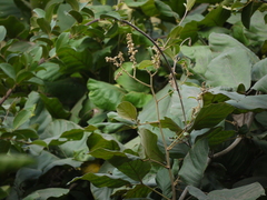 Spatholobus parviflorus