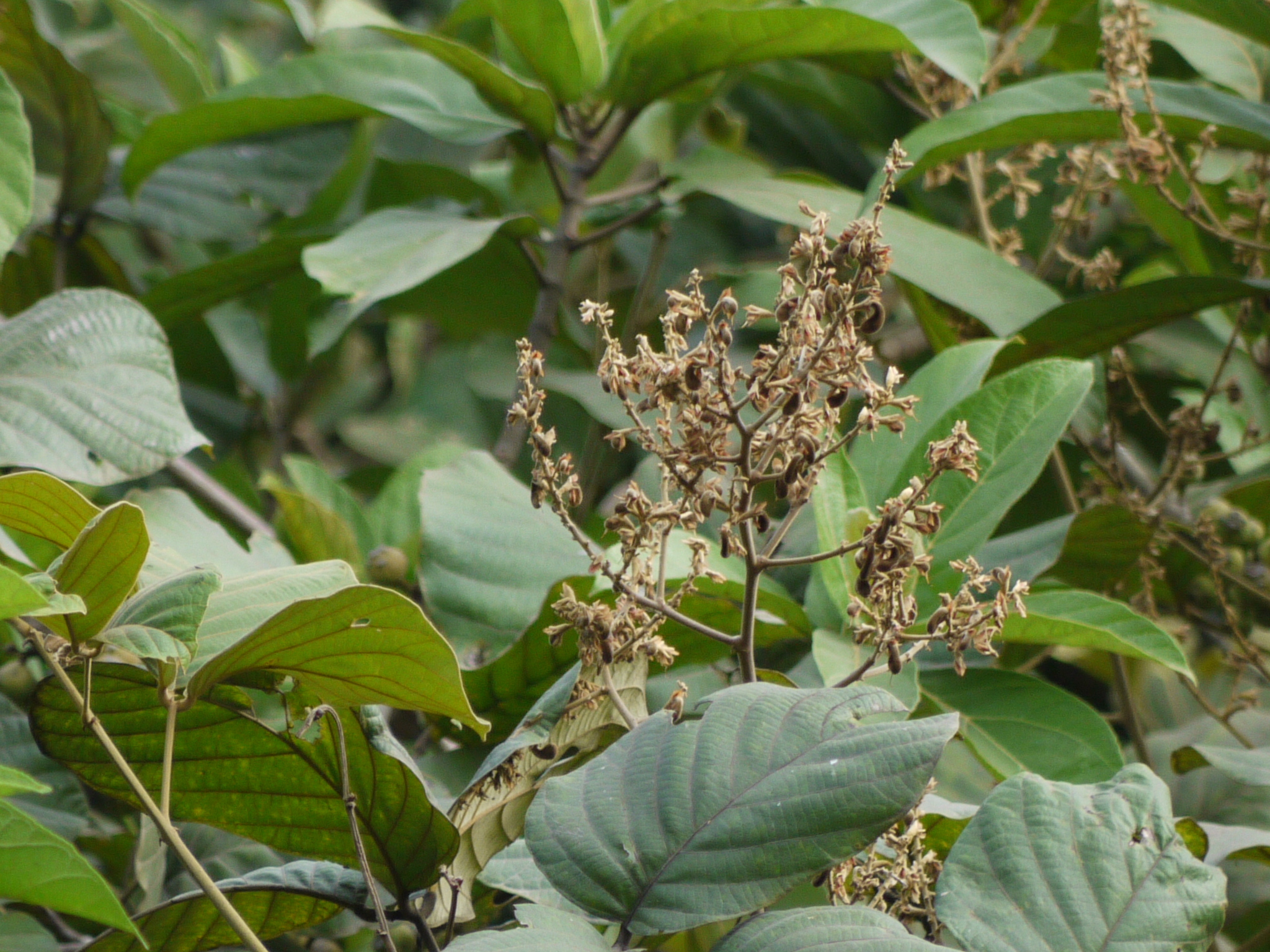 Spatholobus parviflorus (Roxb. ex G.Don) Kuntze