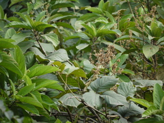 Spatholobus parviflorus