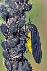 Sciara hemerobioides