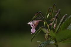 Impatiens thomsonii