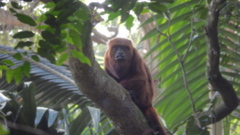 Alouatta guariba