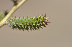 Salix monticola