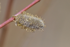 Salix monticola