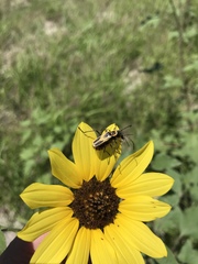 Chauliognathus scutellaris