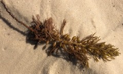 Caulocystis cephalornithos