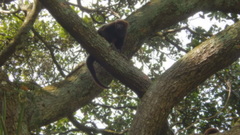 Alouatta guariba