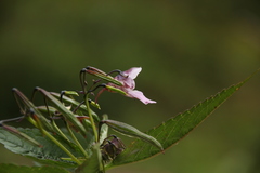 Impatiens thomsonii