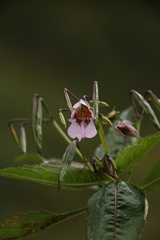 Impatiens thomsonii
