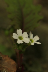 Primula filipes