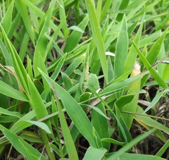 Thuarea involuta