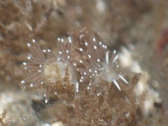 Cuthonella cocoachroma