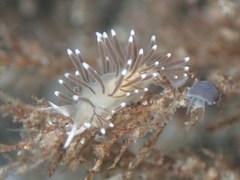 Cuthonella cocoachroma