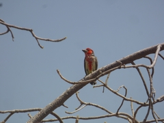 Lybius vieilloti