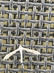 Platyptilia celidotus