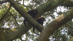 Alouatta guariba