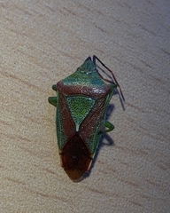 Acanthosoma spinicolle