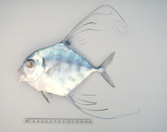 Alectis ciliaris