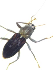 Stenelmis calida