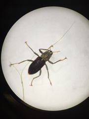 Stenelmis calida