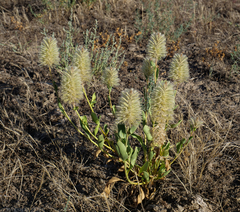 Ptilotus nobilis