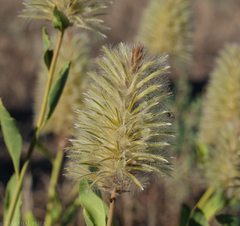 Ptilotus nobilis