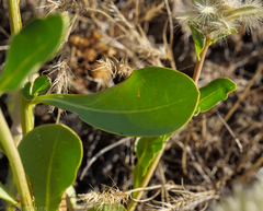 Ptilotus nobilis