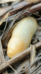 Arion circumscriptus