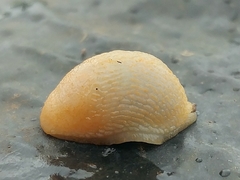 Arion circumscriptus