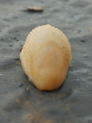 Arion circumscriptus