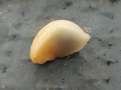 Arion circumscriptus