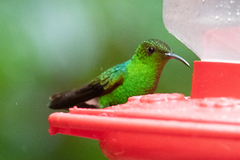 Microchera cupreiceps