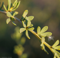 Nitraria billardierei